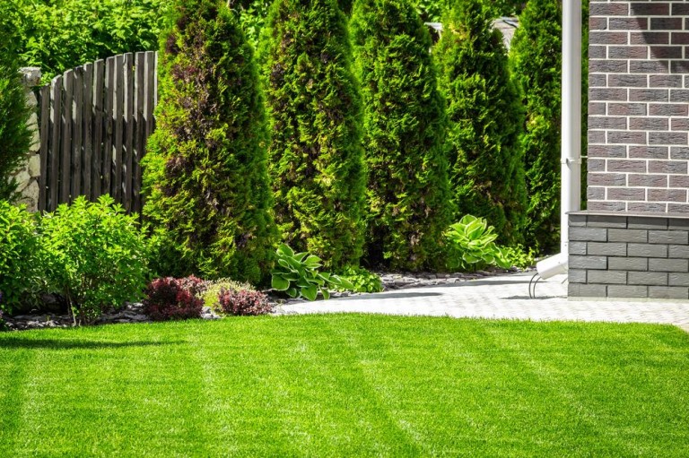 Taille des haies : les bonnes pratiques pour un jardin impeccable
