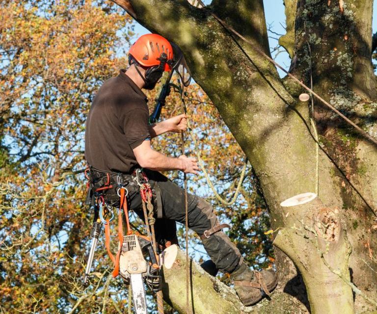 Élagage des arbres à Vertou, faut-il agir avant l'hiver ?