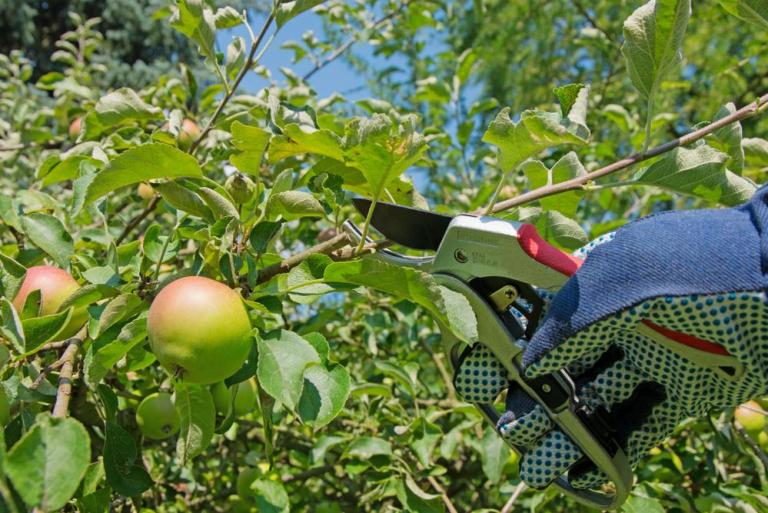 Nos conseils pour la taille des arbres fruitiers à Vertou